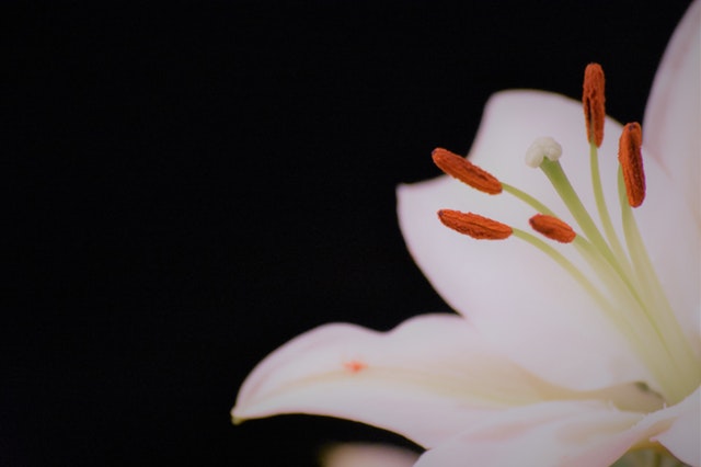 香水百合花語大全