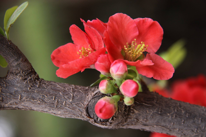 木瓜海棠的養殖方法以及注意事項