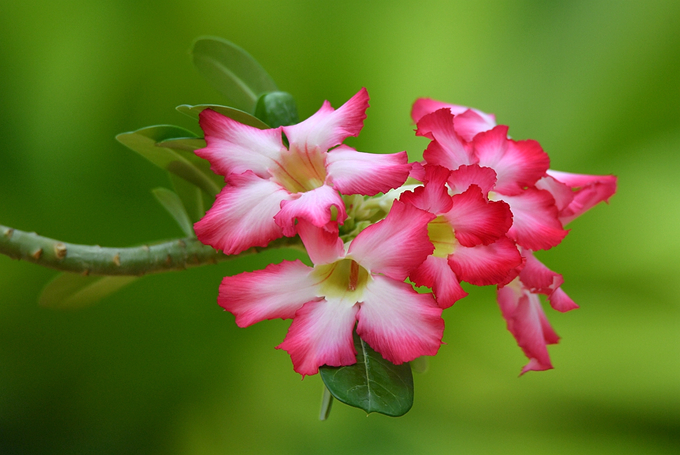 沙漠玫瑰的養殖方法以及繁殖方式