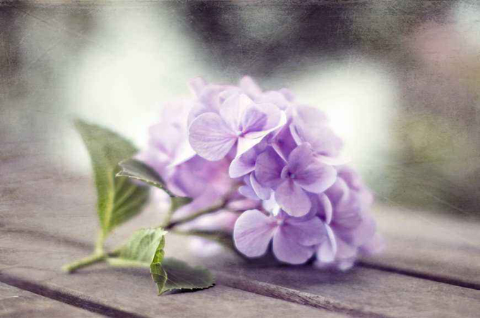繡球花的花語是什麼？適合送什麼人？