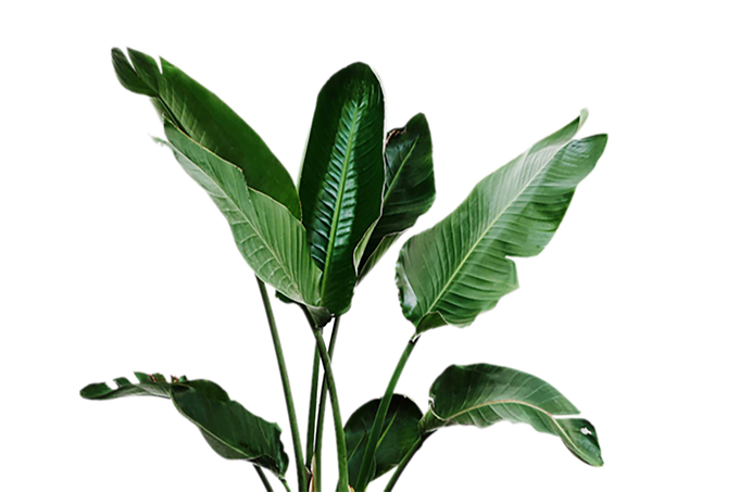芭蕉的主要價值以及花語：漂亮