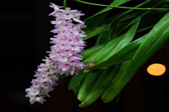 多花指甲蘭該如何養護呢?