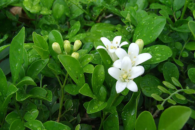 九里香的種植方式以及繁殖方法