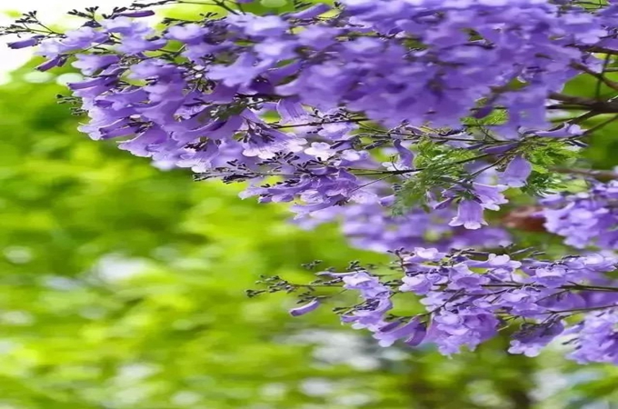藍花楹花語是什麼？