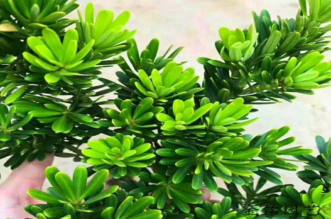 羅漢松有什麼品種，它有什麼風水作用？