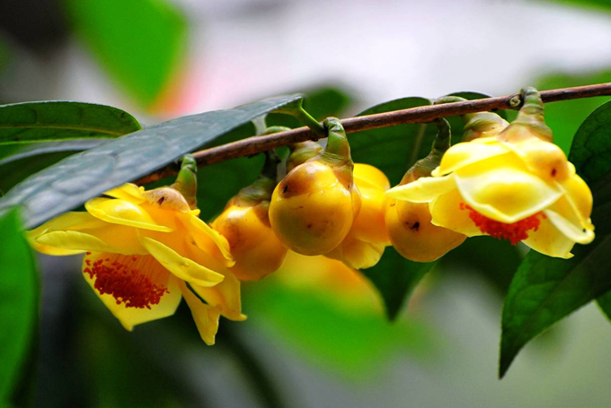 金花茶的繁殖方式以及注意事項