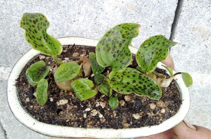 油點百合怎麼澆水？