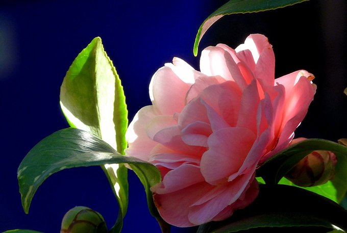 山茶花的花語：理想的愛、謙讓
