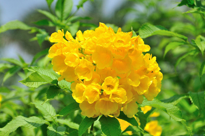 黃鐘花的栽培技術以及養殖方法