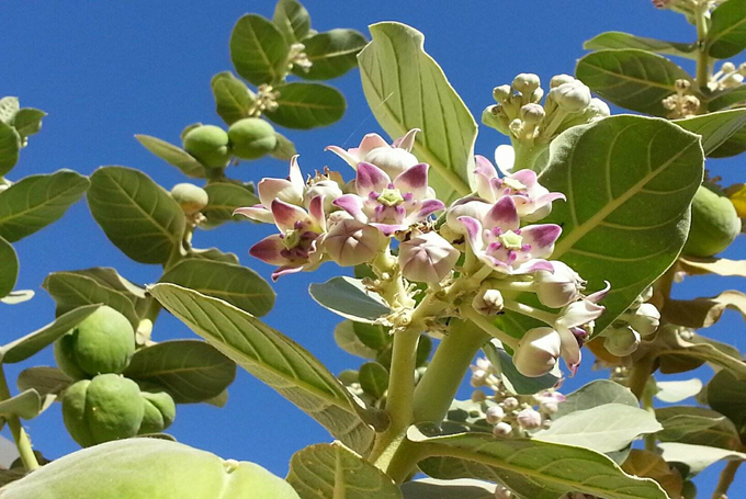 牛角瓜的養殖方法以及作用用途