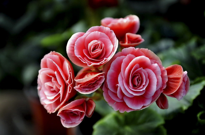 麗格海棠嬌貴堪比林黛玉,你養死過嗎?