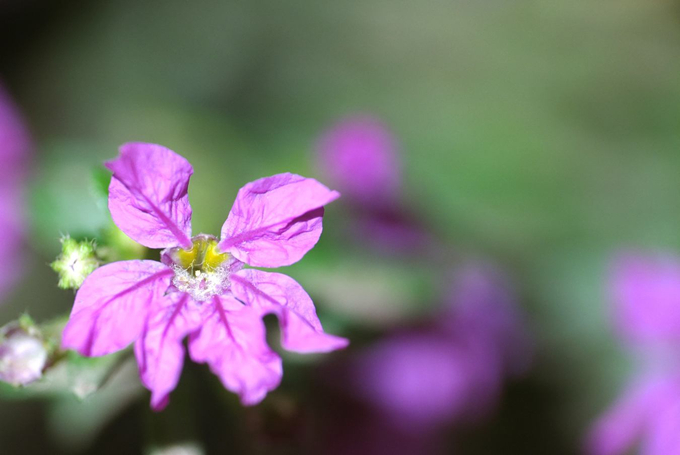 萼距花的作用用途以及花語：關心