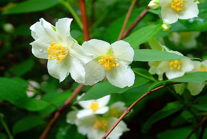 太平花的栽培技術以及注意事項