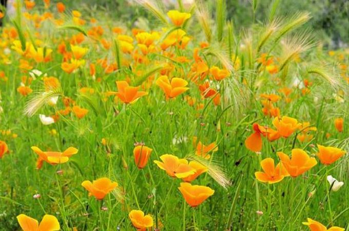 菱花的花語及象徵
