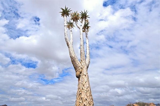 棒槌樹的栽培技術以及繁殖方式、作用用途