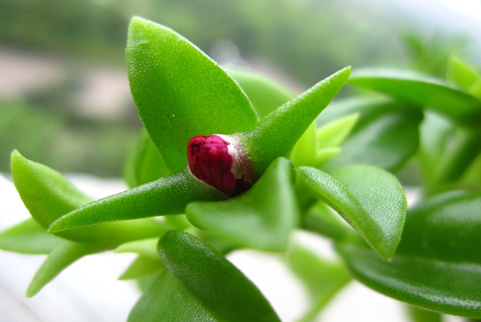 牡丹吊蘭的栽培技術以及繁殖方式