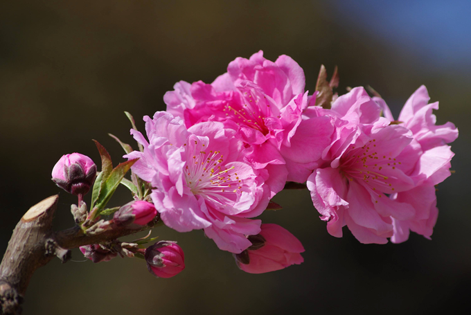 碧桃花的文化背景以及花語：消恨之意