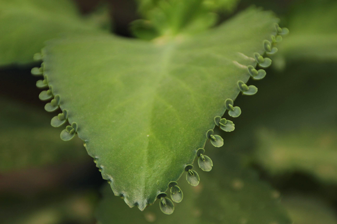 落地生根的栽培技術以及種植方法