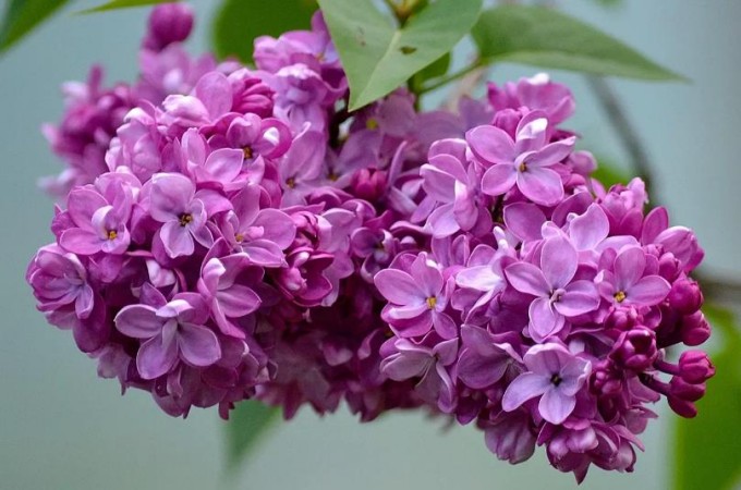 丁香花的花語和寓意