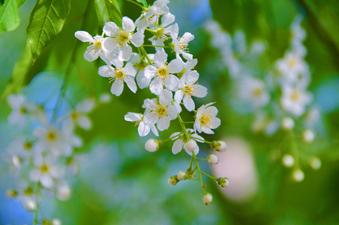 稠李的繁殖方式以及養護管理
