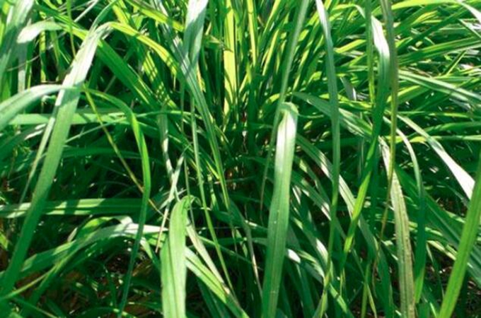 香茅怎麼養，有什麼價值？