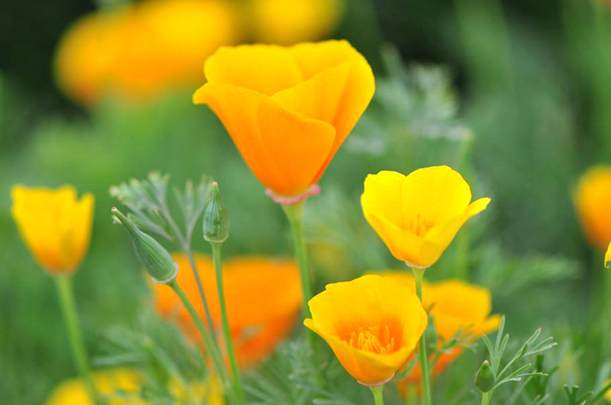 花菱草的栽培技術以及日常管理