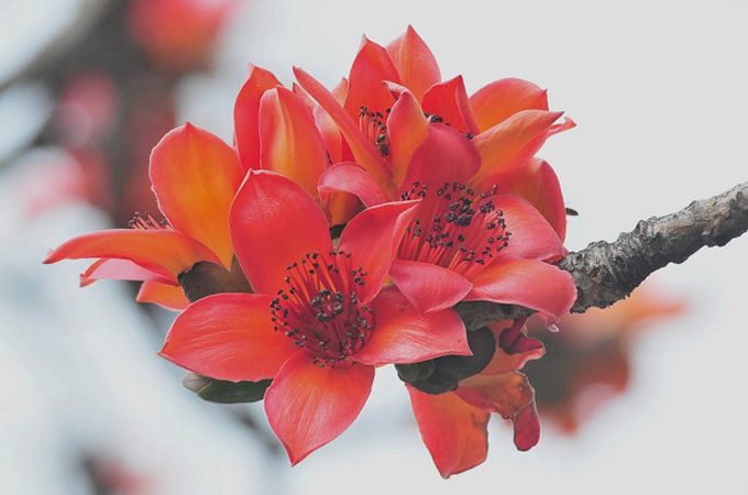 木棉花的花語，它有什麼功效？