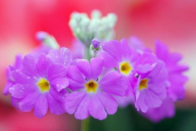 櫻花草的栽培技術以及花語：除你之外別無他愛