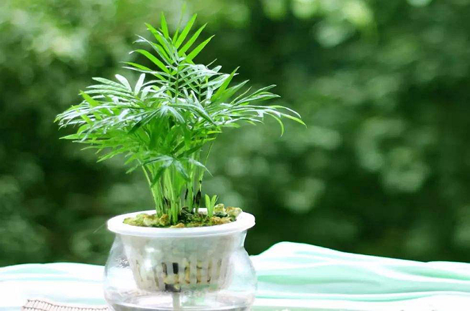 袖珍椰子怎麼養？你知道嗎？