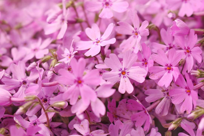 芝櫻的栽培技術以及注意事項