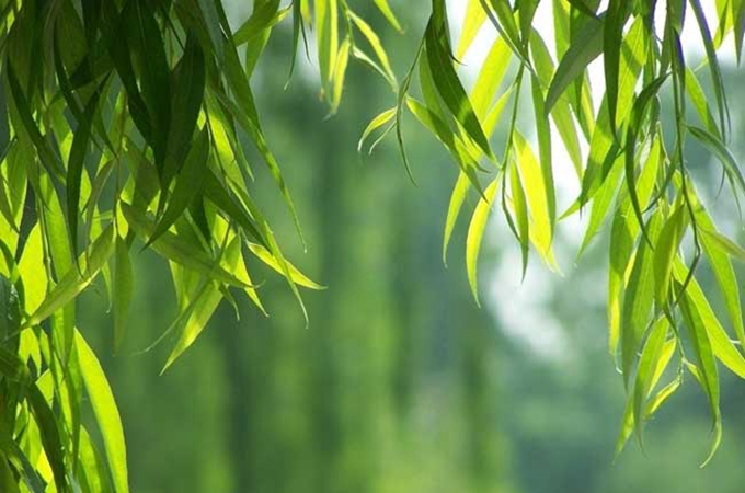 柳樹象徵著什麼，有關於它的傳說呢？