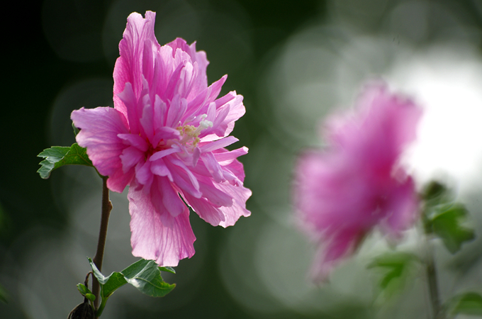 木槿花的花語:溫柔的堅持