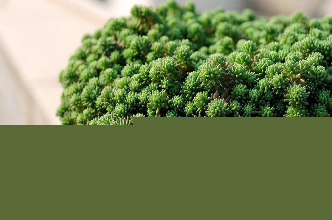 薄雪万年青的花期以及养殖方法