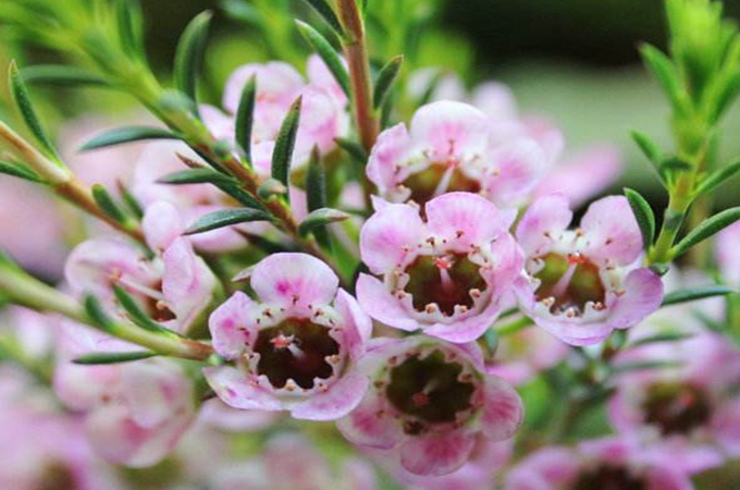 澳洲臘梅的養殖方法和種植方法