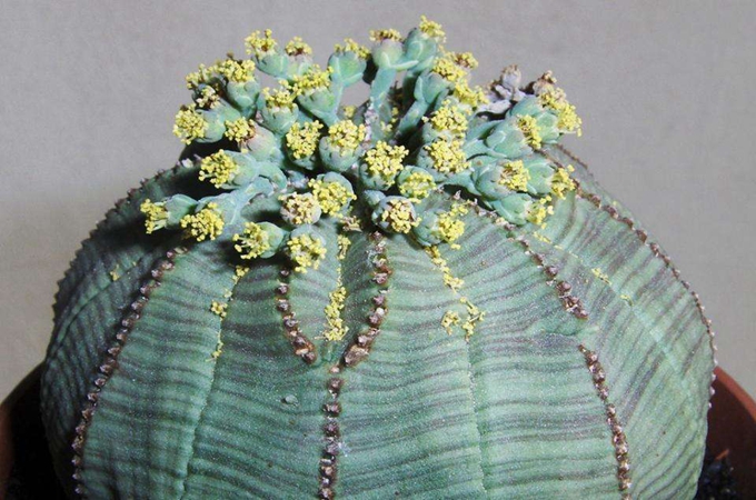 布紋球的生根方法和主要價值