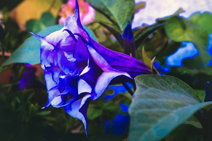 曼陀羅花的作用用途以及花語：情花
