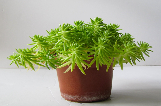 佛甲草有多少品種，它的功效是什麼？