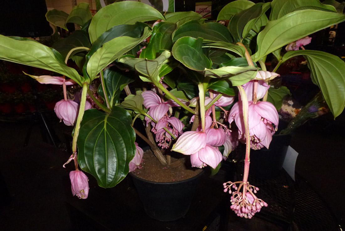 寶蓮花的繁殖方式以及病害防治