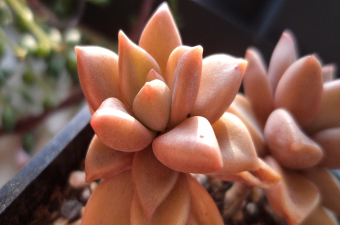 姬朧月錦的栽培技術以及繁殖方式