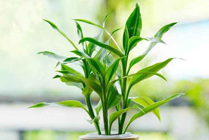 蓮花竹的栽培技術以及注意事項