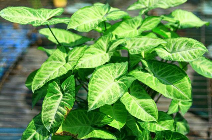 合果芋的花語象徵著堅強，那它還有那些功效呢？