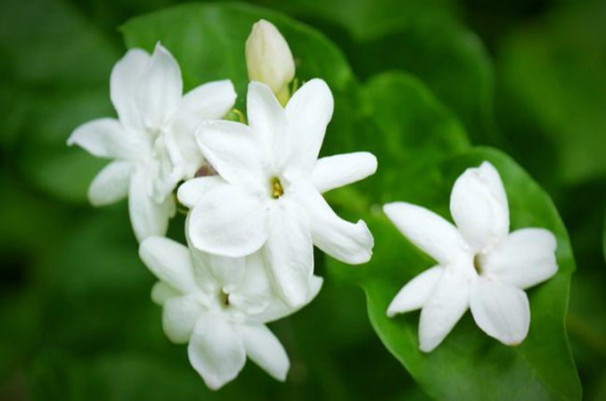茉莉花的常見品種有哪些？