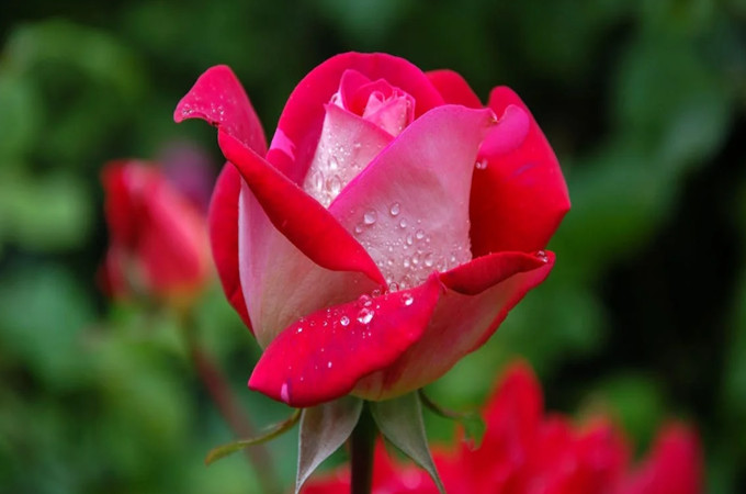19朵玫瑰花的花語代表什麼？