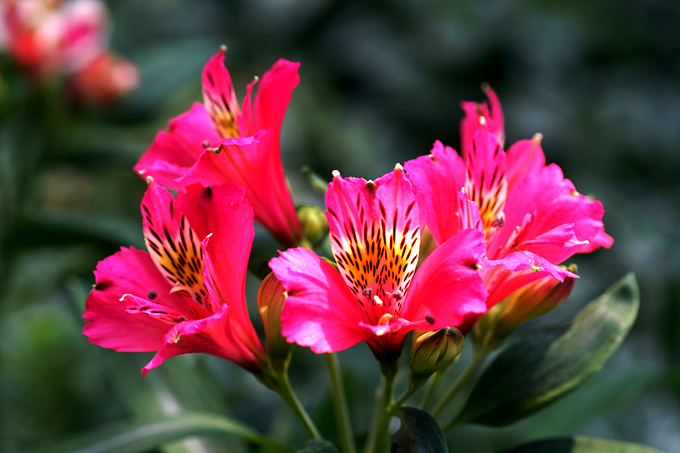 六出花的栽培技術以及注意事項