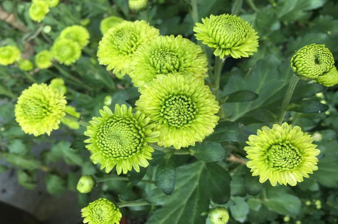 好看的綠色的花卉都有哪些？