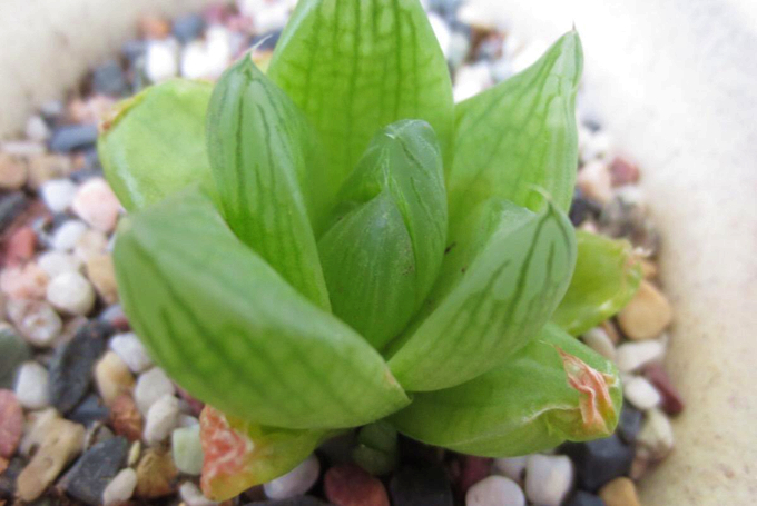 凝脂菊的養殖方法以及養護管理