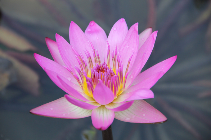 睡蓮的花語：朝氣、不懈的努力