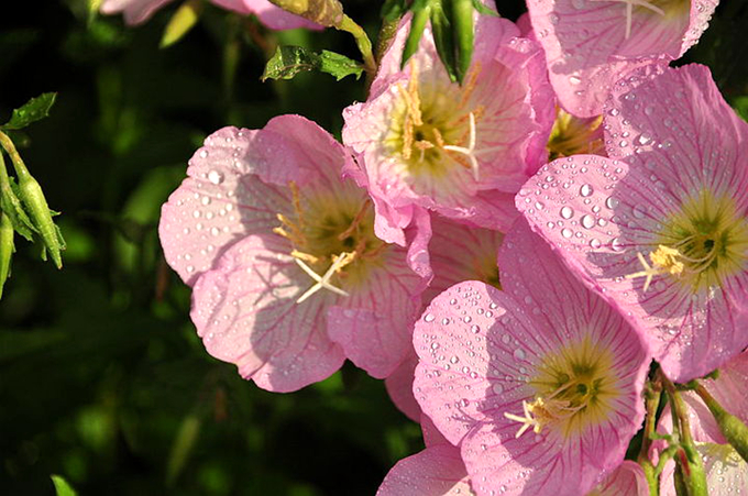 月見草,樸素之美!