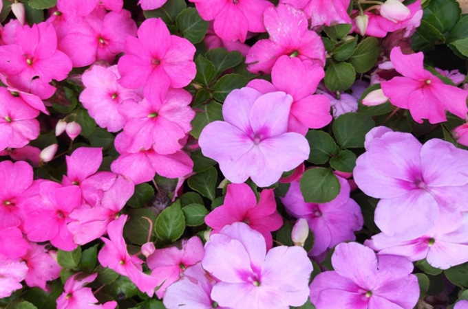 非洲鳳仙花的花語與寓意